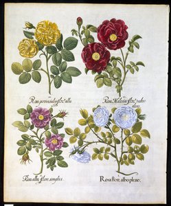 Rosen, Tafel 96 aus Hortus Eystettensis von Basil Besler (1561-1629), veröffentlicht 1613 von German School