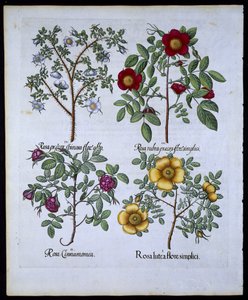 Rosen, Tafel 98 aus Hortus Eystettensis von Basil Besler (1561-1629), veröffentlicht 1613 von German School