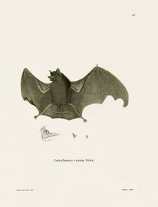 Sackflügelfledermaus