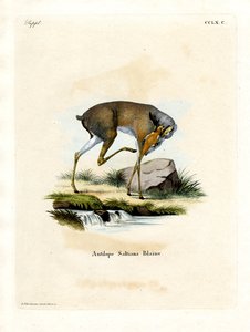 Salt-Dik-Dik von German School