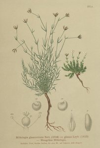 Sandkraut