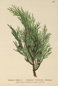 Sadebaum von German School