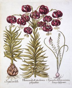 Scharlachrote Türkenbundlilie und Scilla Autumnalis, aus Hortus Eystettensis, von Basil Besler, veröffentlicht 1613