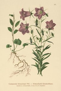 Scheuchzers Glockenblume