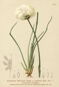 Scheuchzers Wollgras (Eriophorum Scheuchzeri, Eriophorum capitatum) von German School