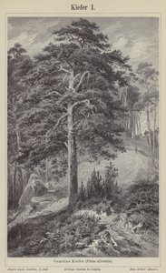 Waldkiefer (Stich)