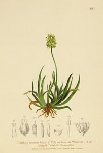 Schottischer Asphodel (Tofieldia calyculata, Tofieldia palustris, Tofieldia borealis, Tofieldia pusilla) von German School