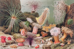 Seeanemone, Tafel aus Brehms Tierleben: Allgemeine Kunde des Tierreichs, Bd. 10, S. 581, veröffentlicht vom Bibliographischen Institut, 1893