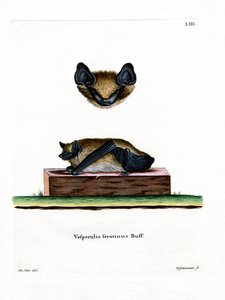 Breitflügelfledermaus von German School