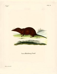 Spitzmaus von German School