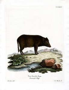 Siamesisches Wildschwein von German School