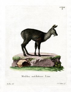 Sibirischer Moschustier