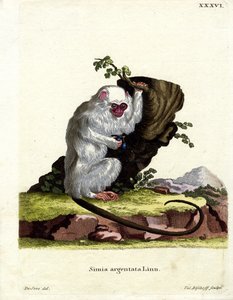 Silberner Marmoset