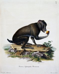 Simia sphingiola, aus Säugetiere aus der Natur illustriert mit Beschreibungen, von Johann Christian Daniel von Schreber, Stich von IC Bock, Deutschland von German School