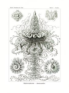 Siphonophorae von German School