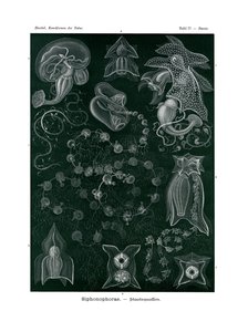 Siphonophorae von German School