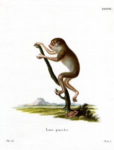 Schlanker Lori