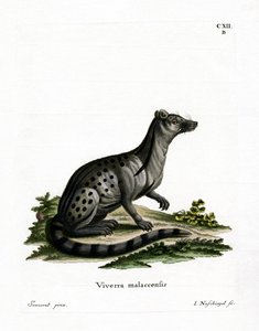 Kleine Indische Zibetkatze