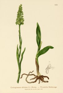 Kleines Weißes Knabenkraut von German School