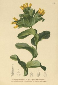Glatter Wachsblumen von German School