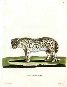 Schneeleopard