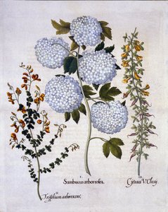 Schneeball Viburnum, Gartenbesen, Niedrig wachsende Alpenbesen, aus Hortus Eystettensis, von Basil Besler, veröffentlicht 1613 von German School