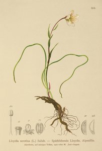 Snowdon-Lilie (Lloydia serotina, Gagea serotina, Lloydia alpina, Lloydia striata)