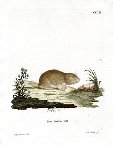 Soziale Wühlmaus