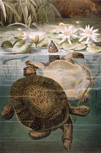 Weichschildkröte, Tafel aus Brehms Tierleben: Allgemeine Kunde des Tierreichs, Bd. 7, S. 621, veröffentlicht vom Bibliographischen Institut, 1892 von German School