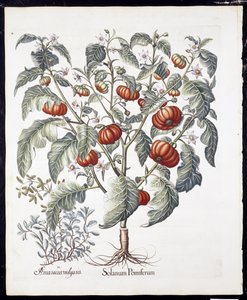 Solanum Pomiferum aus Hortus Eystettensis von Basil Besler (1561-1629), veröffentlicht 1613