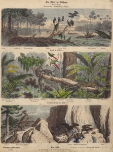 Südamerika: Mündung in Guyana; Dschungel in Brasilien; chilenische Anden (kolorierte Gravur)