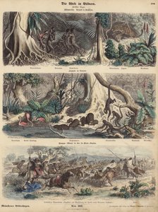 Südamerika: Dschungel in Brasilien; Flussufer in Guayana; Indianer überraschen Gauchos auf den Pampas und stehlen ihre Rinderherde