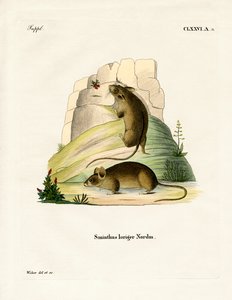 Südliche Birkenmaus