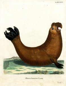 Südlicher See-Elefant