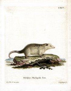 Südlicher Opossum von German School