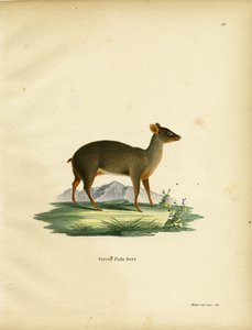 Südlicher Pudu
