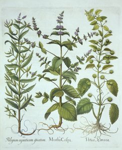 Grüne Minze, Römische Brennnessel und Langblättrige Rossminze, aus Hortus Eystettensis, von Basil Besler (1561-1629), veröffentlicht 1613 von German School
