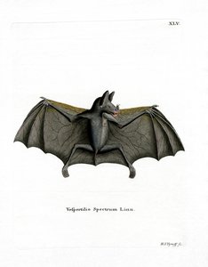 Spektralfledermaus von German School