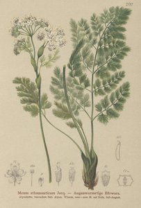 Bärwurz (Meum athamanticum)