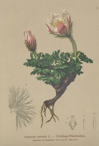 Frühlings-Anemone (Anemone vernalis, Pulsatilla vernalis)