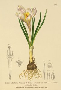 Frühlings-Krokus