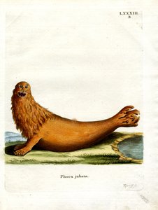Stellerscher Seelöwe