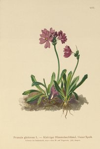 Klebrige Primel