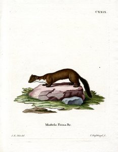 Steinmarder