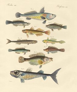Seltsame und schöne Fische