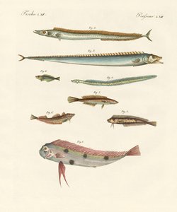 Seltsame und schöne Fische von German School