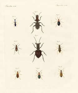 Seltsame Käfer