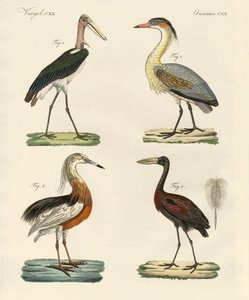 Seltsame Vögel