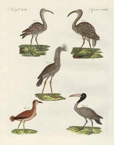 Seltsame Vögel