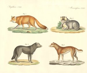 Seltsame Hunde und Füchse
